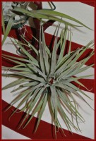 /album/tillandsien/tillandsia-kammii-7-2013-jpg/